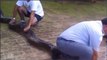 Des brésiliens capturent un anaconda énorme