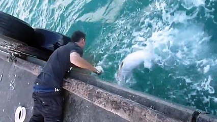 Le poisson qu'il attrape à la main est énorme