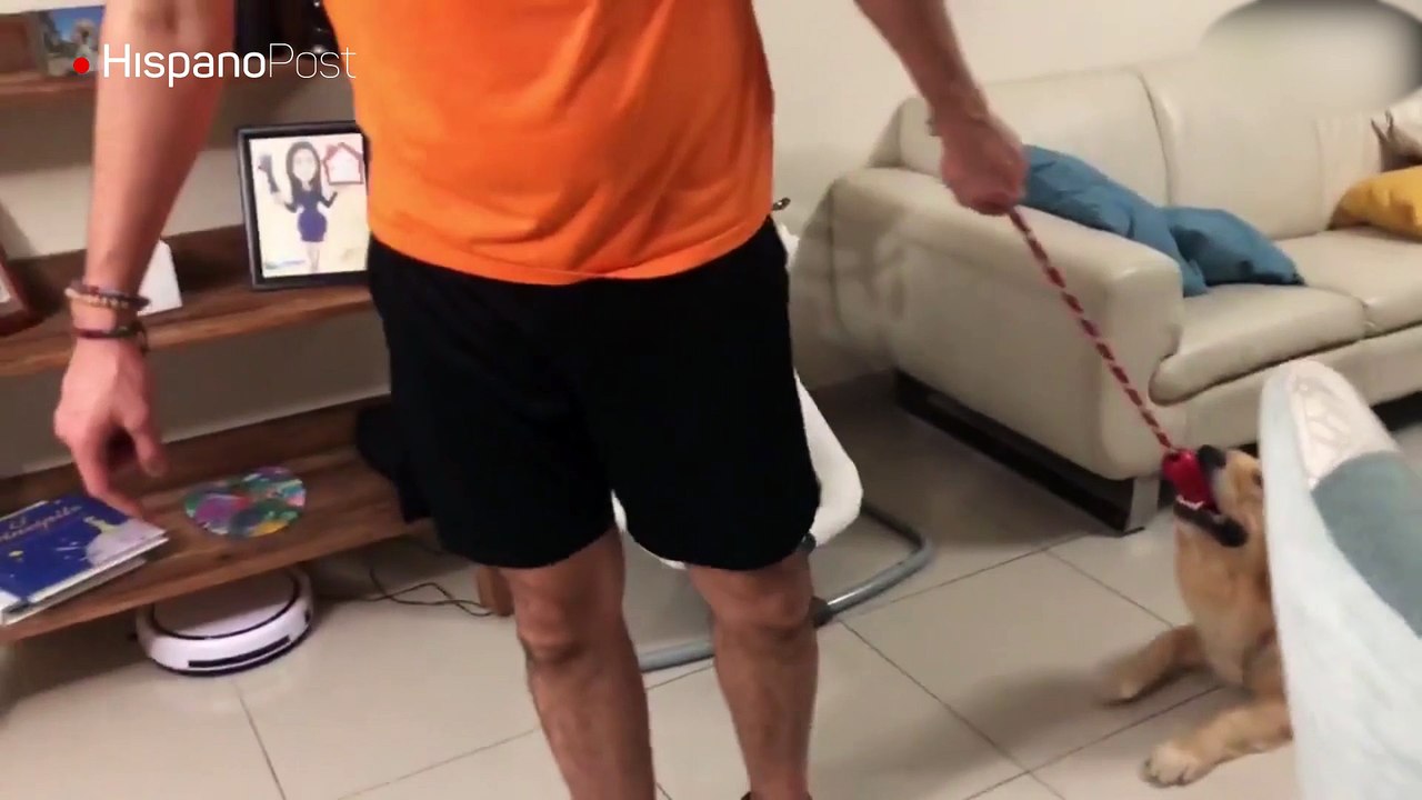 Perro perezoso disfruta que su amo lo arrastre por toda la casa