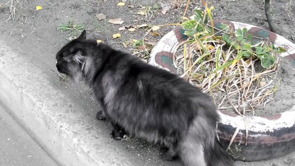 The two talking cats [Cat life on the street]