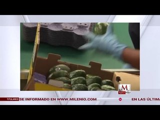 Cofece multa a aguacateros con 40.7 millones de pesos