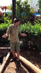 Huge Carpet Python Found at Preschool