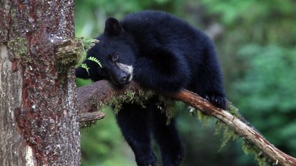 Sleepy Cub Rests on a Branch