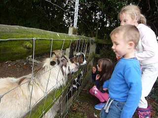 Feeding the goats at Sammy Miller Motor Museum