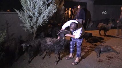 Sele Kapılan 120 Küçükbaş Hayvan Telef Oldu