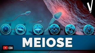 MEIOSE (V) | Biologia