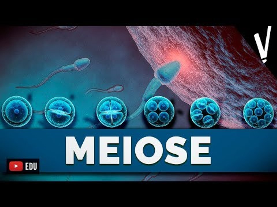 MEIOSE (V) | Biologia