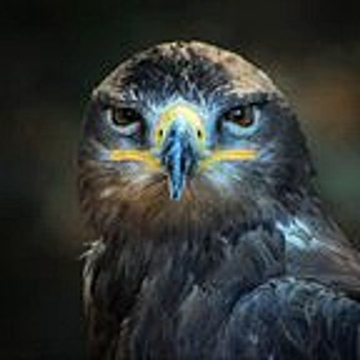 bird