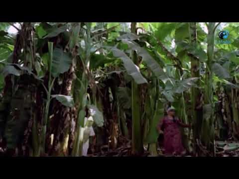 اتحداك انى هذا المشهد يغير مزاجك للافضل