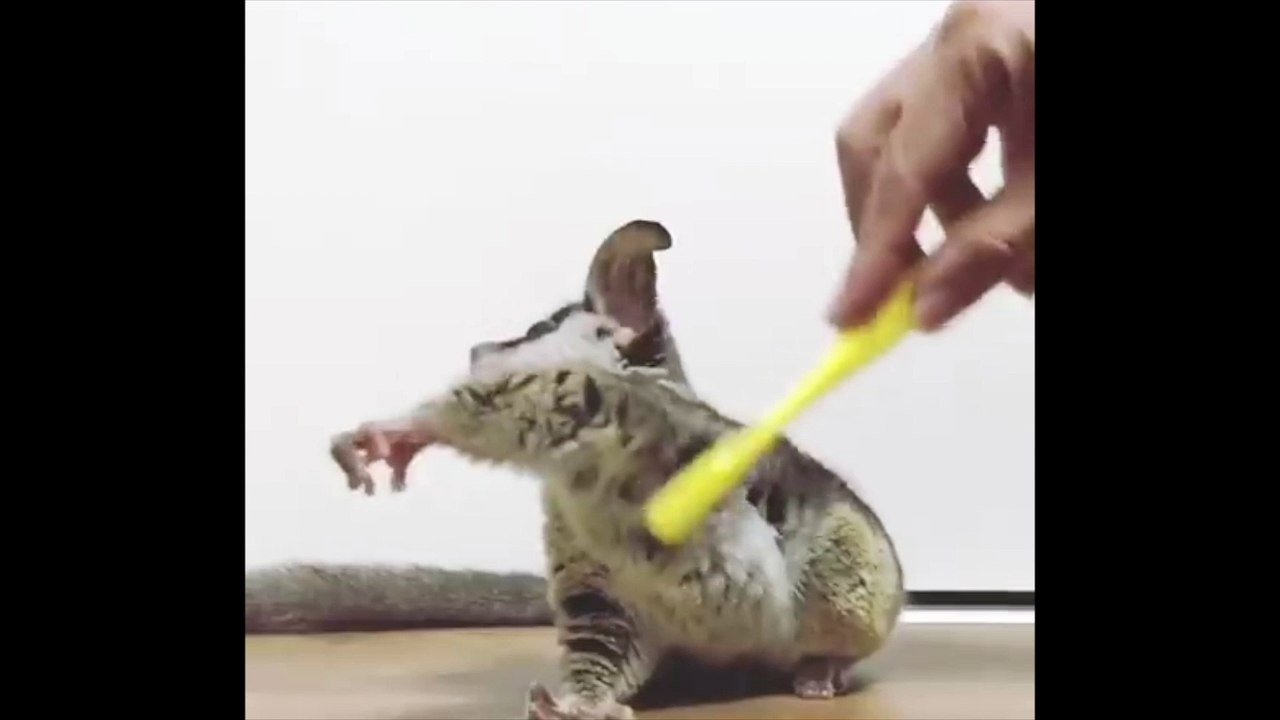 Bushbaby Getting A Toothbrush Scratch