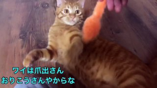 かわいい猫と遊んでる気持ちになれる動画！