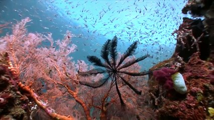 Wondelfull Indonesia Raja Ampat West Papua