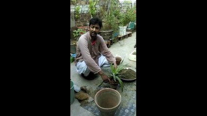 How to Grow Pineapple Plant from a Pineapple | Ananaas ko kaisay grow krain|