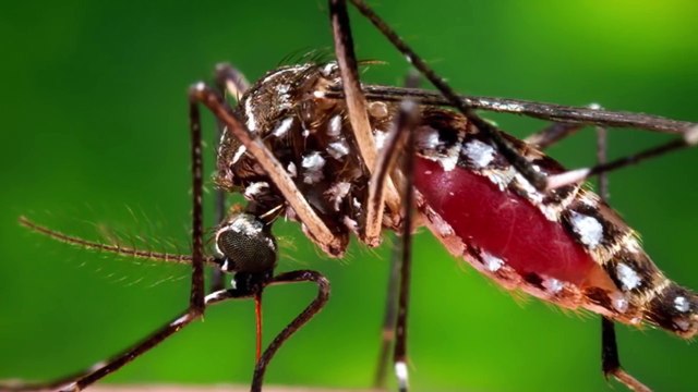 DIY 5 NATURAL Cough, Cold And Flu Remedies || Nazla Zukam Ka ilaj | Bukhar Ka ilaj | Balgham Ka ilaj