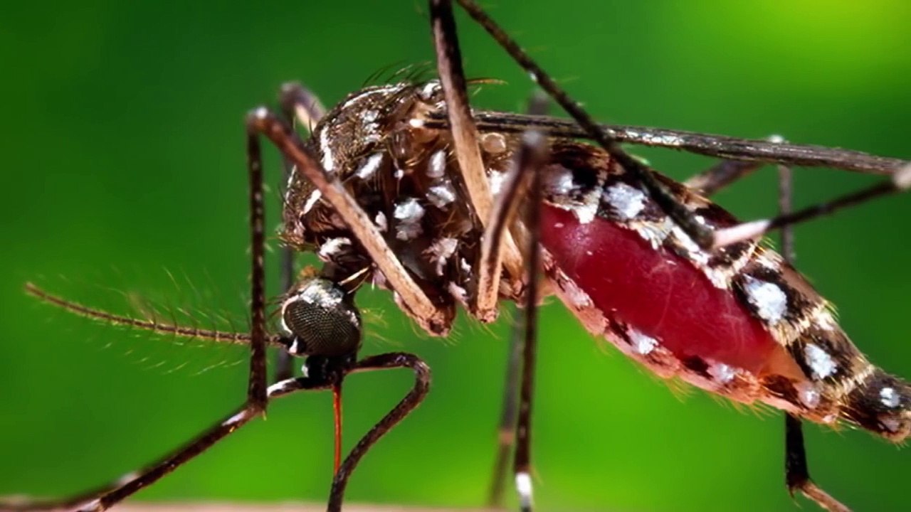 DIY 5 NATURAL Cough, Cold And Flu Remedies || Nazla Zukam Ka ilaj | Bukhar Ka ilaj | Balgham Ka ilaj