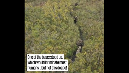 Dog Becomes Friends With Family Of Bears