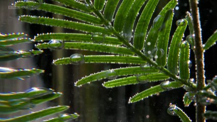 BBC From Ice to Fire The Incredible Science  of  Temperature Series 1 2 of 3 A Temperature for Life