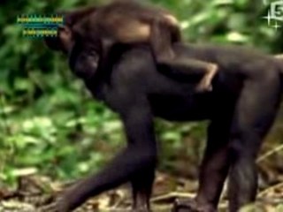 VOYAGE AU CENTRE DE LA VIE : LES MAMMIFERES 4/5