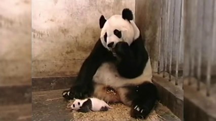 Funny Pandas [Epic Laughs]
