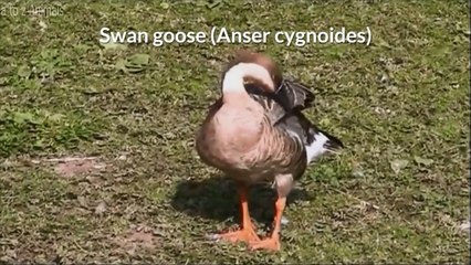 Swan goose