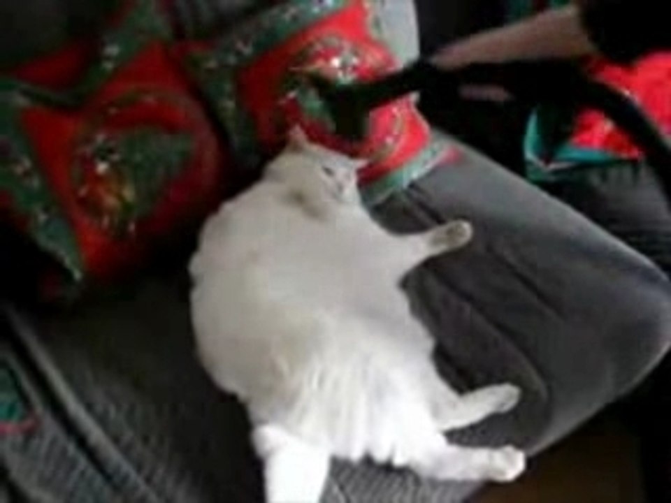 Comment nettoyer son chat