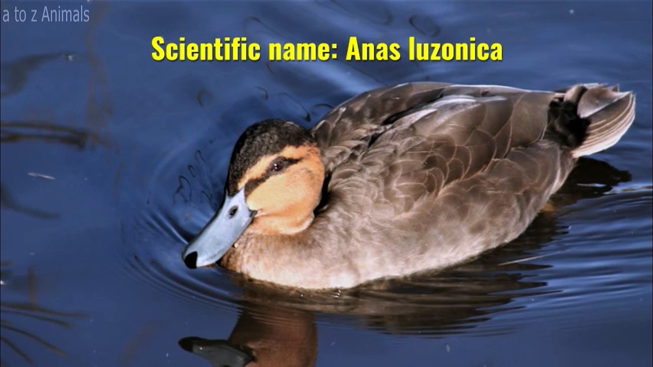 Philippine Duck