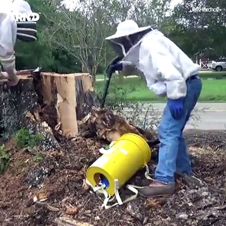 This bee hive is underground!! Credit:  goo.gl/...