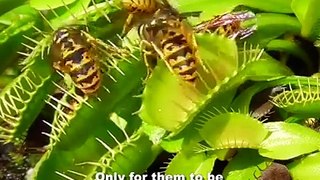 Yellow jacket wasps are lured into a deadly trap 