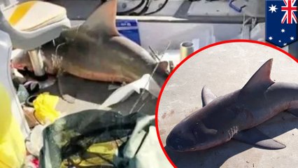 一家で釣りを楽しんでいたはずが…ボートにサメが飛び込み大パニック - トモニュース