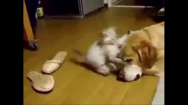 Dogs Meet Kittens for the First Time (HD) [Epic Laughs]