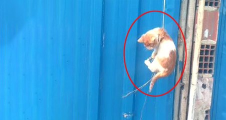 İpe Asılı Yavru Kediyi Temizlik İşçileri Kurtardı