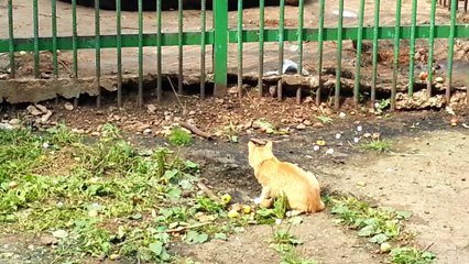 cat vs rat fight to death