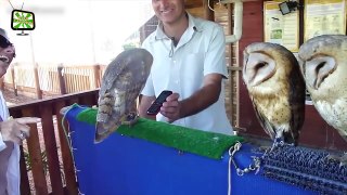 Funny Owls [Epic Laughs]