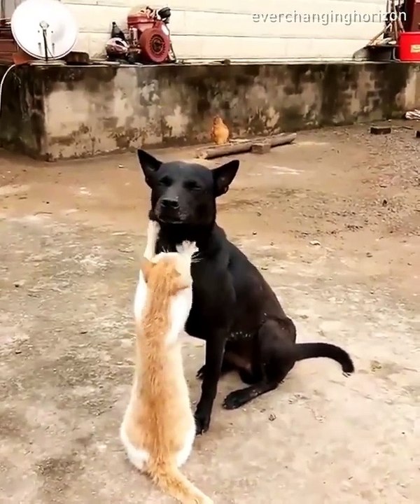 Hora de masajear al perrito