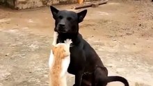 Hora de masajear al perrito