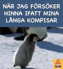 Tagga din kortaste kompis! 