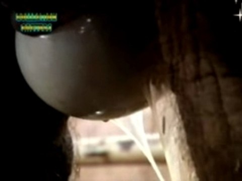 VOYAGE AU CENTRE DE LA VIE : LES MAMMIFERES 5/5