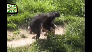[FUNNY MONKEYS] Funniest Monkey Videos (HD) [Epic Laughs]