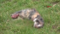 Özel - Kulaklarıyla Ayaklarını Kestikleri Kedi Ölüsünü Parka Attılar