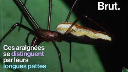 Une toile d'araignée géante en Grèce
