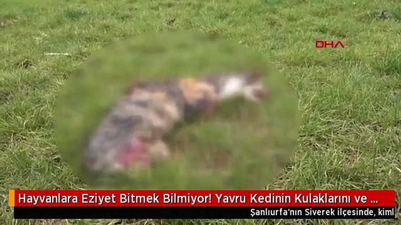 Hayvanlara Eziyet Bitmek Bilmiyor! Yavru Kedinin Kulaklarını ve Ayaklarını Kestiler