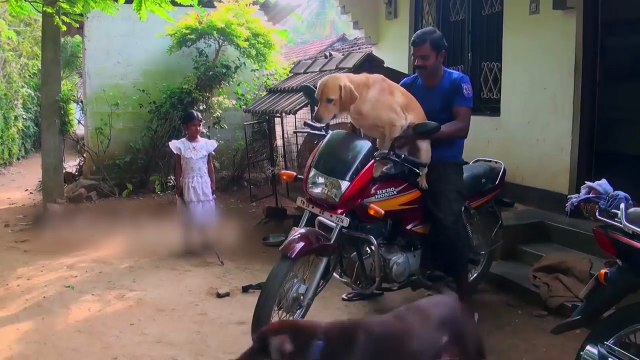 Labradors Are AWESOME Funny Labradors [Epic Laughs]