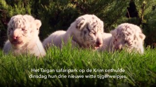 Zeldzame witte tijger onthuld in de Krim