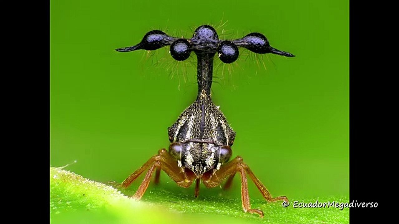 Cet insecte est magnifique : cicadelle Bocydium