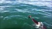 Ce phoque réussi à échapper à un grand requin blanc affamé