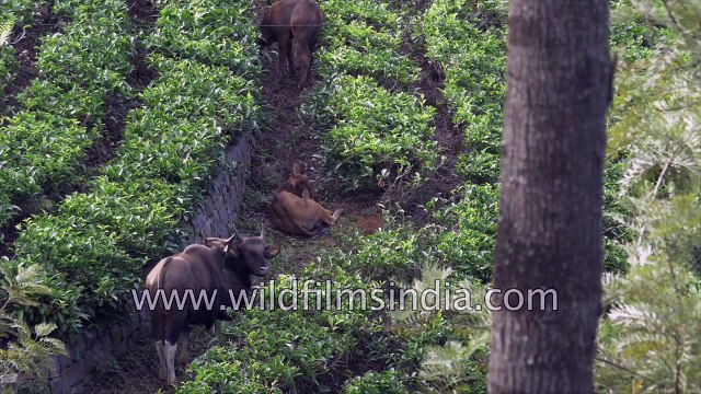 Gaur - the largest bovine in the world has a taste for tea intrudes on a Nilgiri Tea Estate
