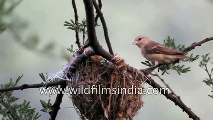 Sparrow steals food from mouths of Golden Oriole chicks in nest