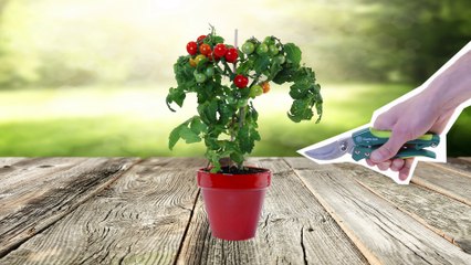 Comment revitaliser votre pelouse ?