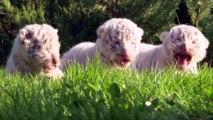Adorables: Nacen tres tigres de Bengala blancos en Crimea