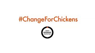 Have a look at this thought provoking video from my friends at World Animal Protection Chickens are sociable, inquisitive and adventurous, with distinct persona